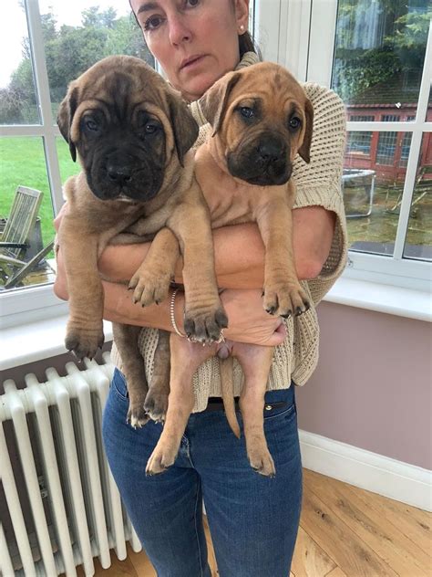Beautiful Chunky Bullmastiff Puppies For Sale Classifiedsuk Free