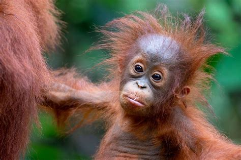 Baby Orangutan Gives Thumbs Up To Camera Caters News Agency