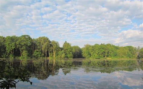 Taverham Mill Fishery And Nature Reserve Visit East Of