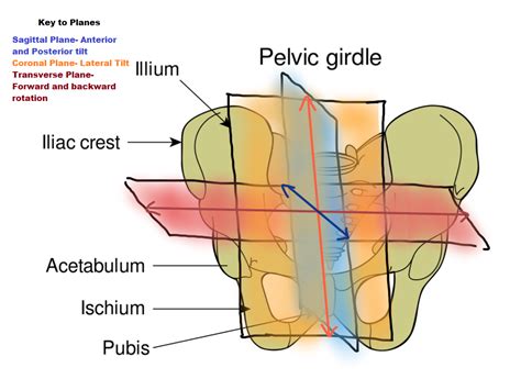 Muscles Of Pelvic Girdle
