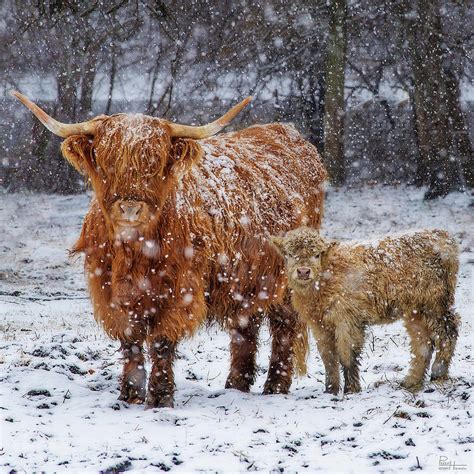 Mothers Love Scottish Highland Cow And Calf In Snowy Pasture