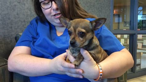 Helping Hands Humane Society - YouTube