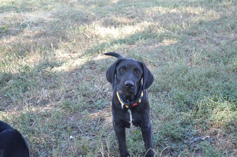 Best Hunting Dog Puppies