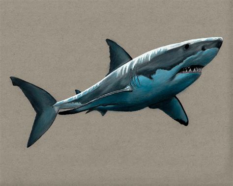 Great White Shark Art Colored Pencil Drawing Shark Diving Shark Art