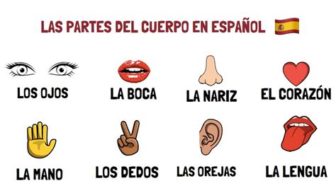 Aprender Español Las Partes Del Cuerpo 👄 Youtube