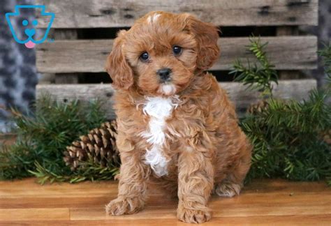 Browse the largest, most trusted source of cavapoo puppies for sale. Maggie | Cavapoo Puppy For Sale | Keystone Puppies