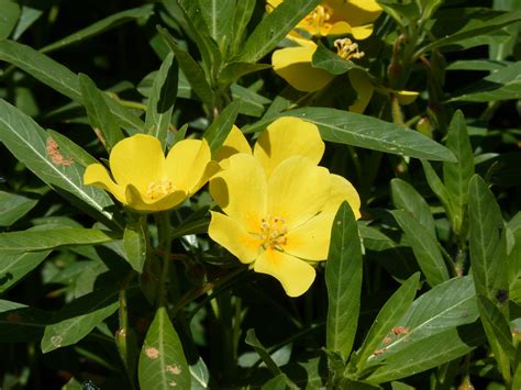 Ludwigia Peploides Centre De Ressources