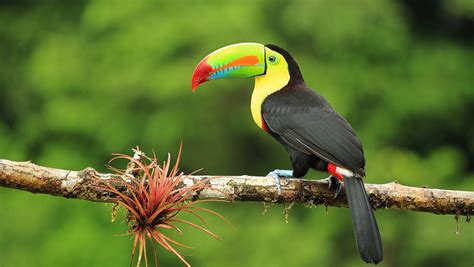 Circuito Costa Rica Parques Nacionales Y Fauna Exótica Evaneos