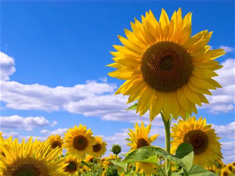 Hintergrundbild Für Handys Sonnenblumen Pflanzen 42099 Bild Kostenlos Herunterladen