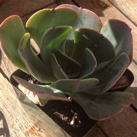 Succulent Echeveria Blue Sky Succulents Echeveria Plants