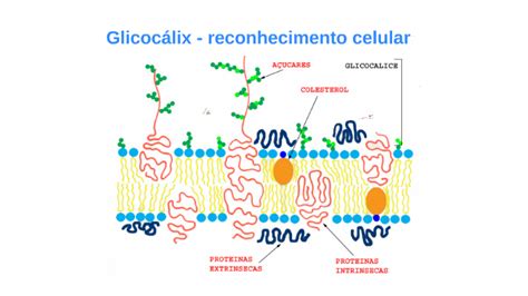 Glicocálix Reconhecimento Celular By Paulo Rafael On Prezi