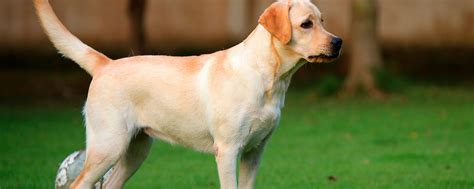 Лабрадор ретривер характеристика собак и щенков породы