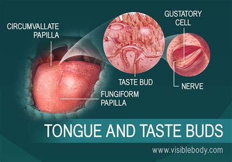 What is inflamed taste buds? The Five Senses | Tongue taste buds, Peripheral nervous ...