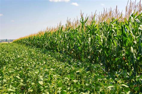 Record Corn And Soybean Crops Possible As Farmers Chase High Prices
