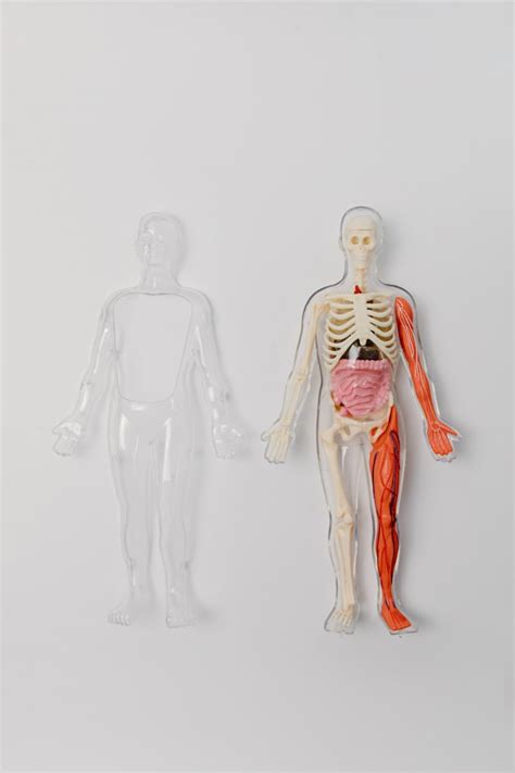 Tutor You In Anatomy Medical Biochemistry And Physiology By