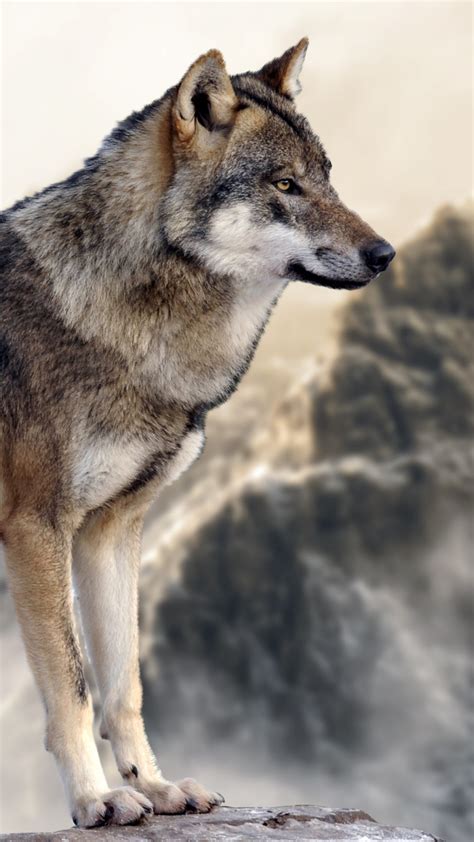 Vertical Desktop Wallpaper Wallpaper Wolf Mountain 4k Animals