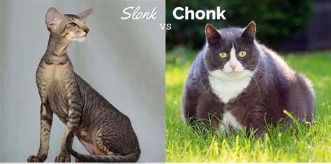 Slonk Vs Chonk What S The Difference Cat World