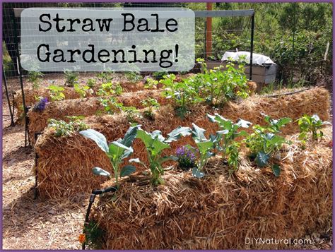 Straw Bale Gardening An Easy Way To Grow Food Safe Home Diy
