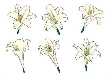 Easter Lily Free Vector 132999 Vector Art At Vecteezy