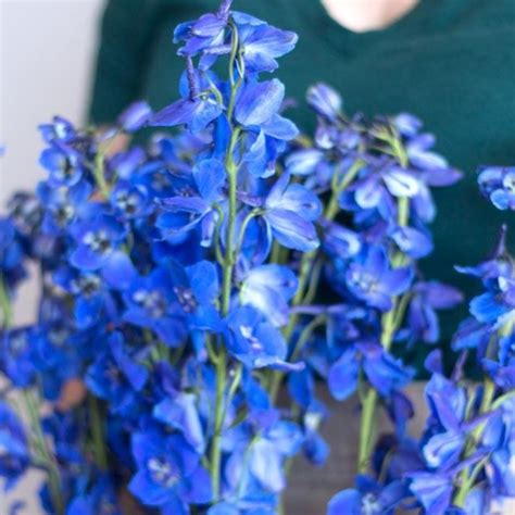 Dark Blue Delphinium Fresh Diy Wedding Flowers Flower Moxie