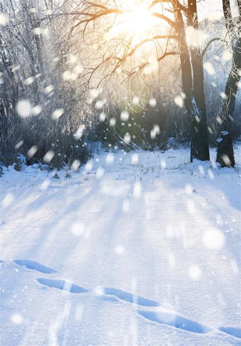 Snowfall In The Forest Stock Image Image Of Flora Beautiful 89719919