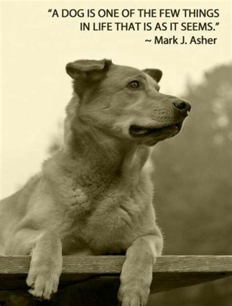 Quotes About Dogs A Life Quotesgram