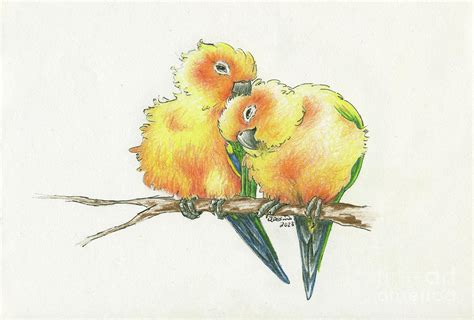 Sun Conures Canoodling Drawing By Adesina Artist Fine Art America