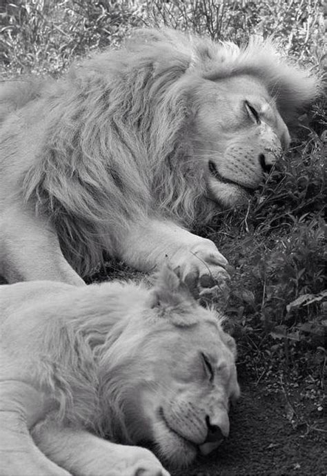 Adorable Lions Are Sleeping Together ♥ Wolf Horse Love ♥animal