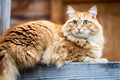 Siberian Cat Breed Information And Characteristics