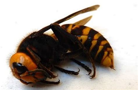 Huge Invasive Bee Killing Hornet Turns Up In Washington State The Seattle Times