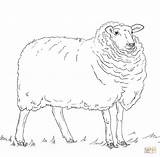 Sheep Coloring Printable Drawing sketch template