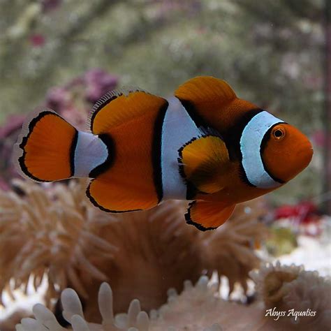 Coral Sea Percula Clownfish Pair Fast Professional Service Abyss Aquatics