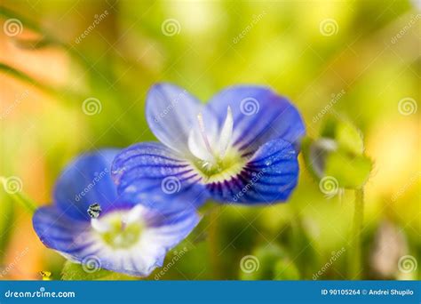 Beautiful Little Blue Flower On Nature Stock Photo Image Of Nature