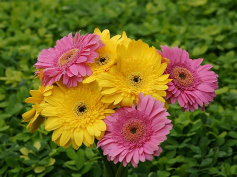 Romantic Flowers Gerbera Daisy Flower