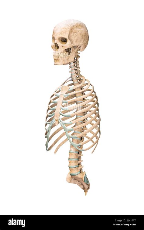 Anatomia De Huesos Humanos Fotografías E Imágenes De Alta Resolución