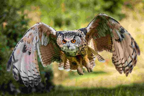 Fun Eurasian Eagle Owl Facts For Kids