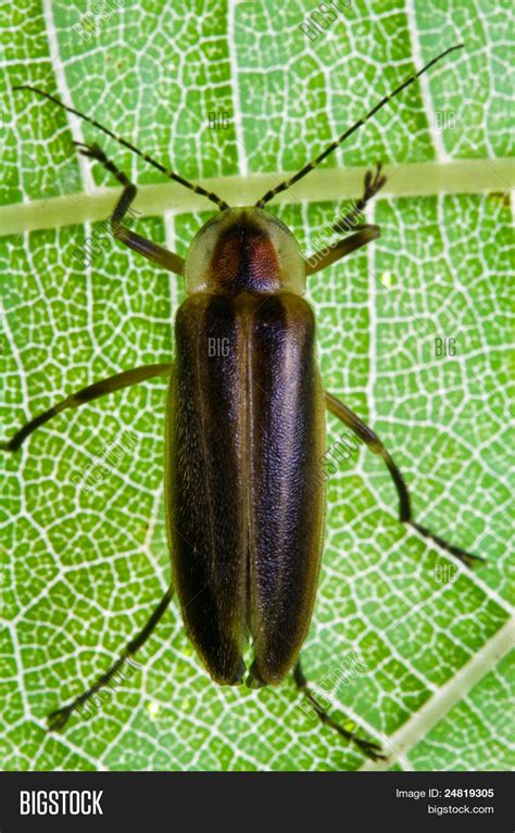Firefly On Leaf Image And Photo Free Trial Bigstock