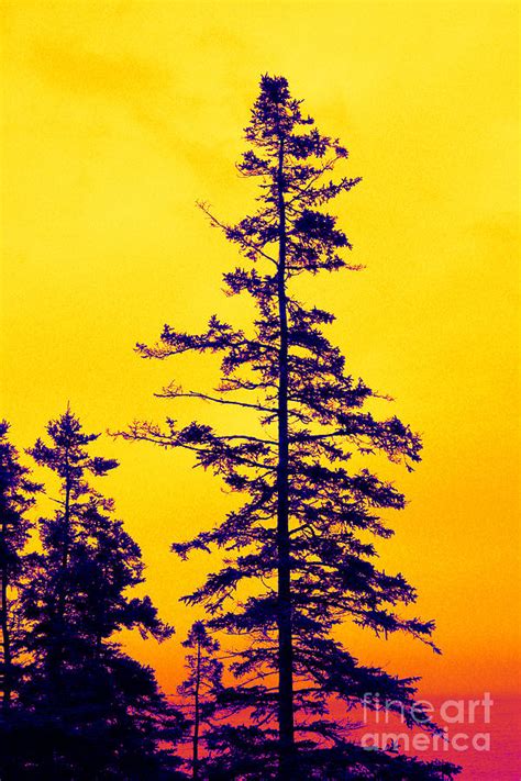 Sunset Pine Photograph By Tessa Murphy Fine Art America