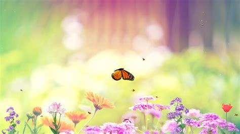 Animated Butterfly Wallpapers Top Free Animated