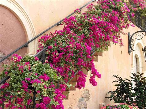 La parola più votata ha 7 lettere e inizia con i. Piante grasse rampicanti - Piante Grasse