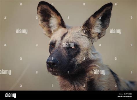 El Perro Salvaje Africano Fotografías E Imágenes De Alta Resolución Alamy