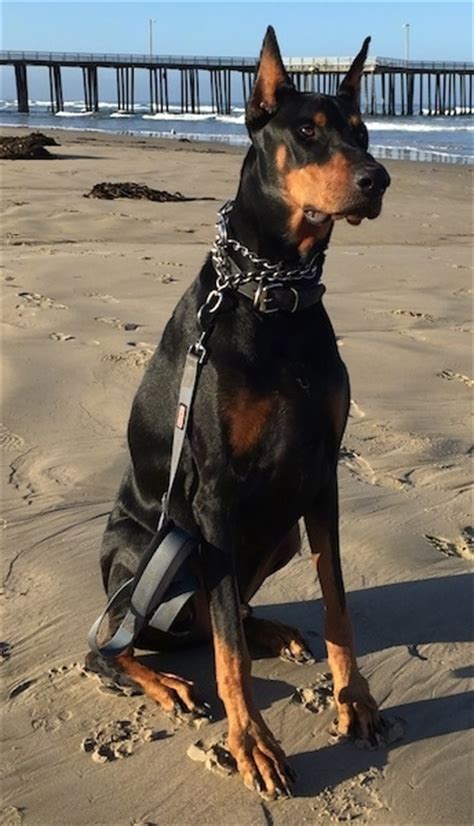14 Photos Of Doberman Pinschers That Will Make You Smile For The Rest