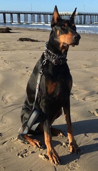 Puppy weight estimates are not an exact science! Doberman Pinscher Dog Breed Information and Pictures