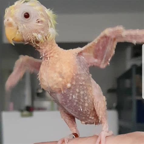 Featherless Budgie That Went Bald Due To Stress Thrives At Life Despite