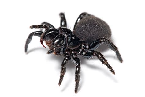 1280px Mousespider