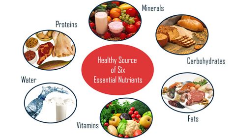 6 Essential Nutrients Diagram Quizlet