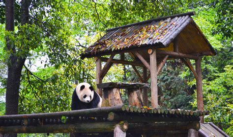 Sichuan Giant Panda Sanctuaries Giant Panda In Sichuan