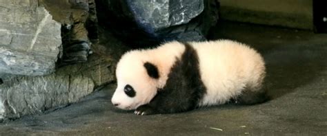 Baby Panda Caught On Adorable Video Clumsily Taking His 1st Steps At