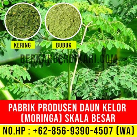 Kandungan daun kelor pdf konu başlığında toplam 0 kitap bulunuyor. Perusahaan Bubuk Daun Kelor, Produsen Daun Moringa, Pabrik ...