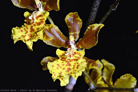 Orchid Boom World Of Orchids Oncidium Sarcodes
